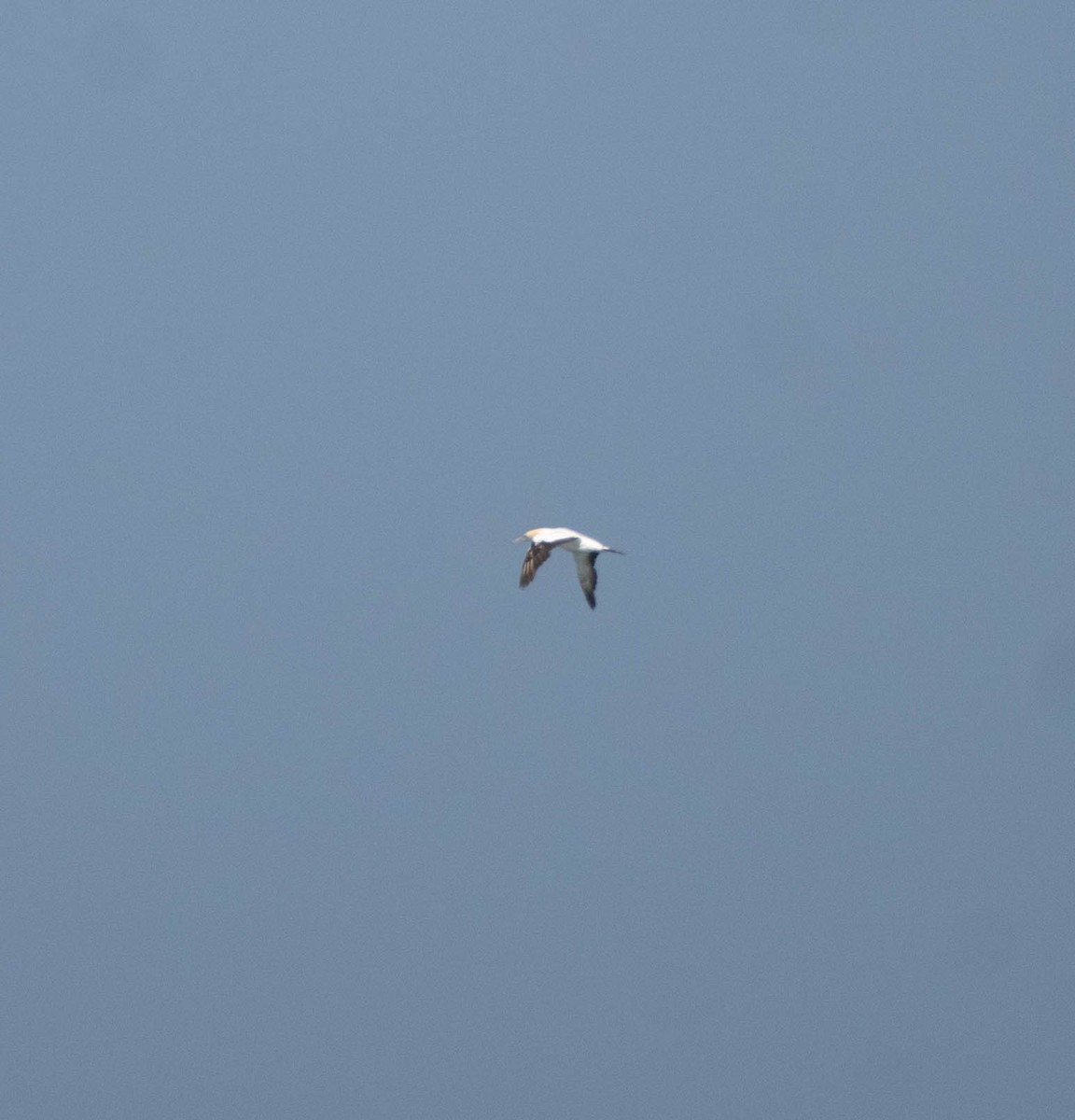 Australasian Gannet - ML624876404