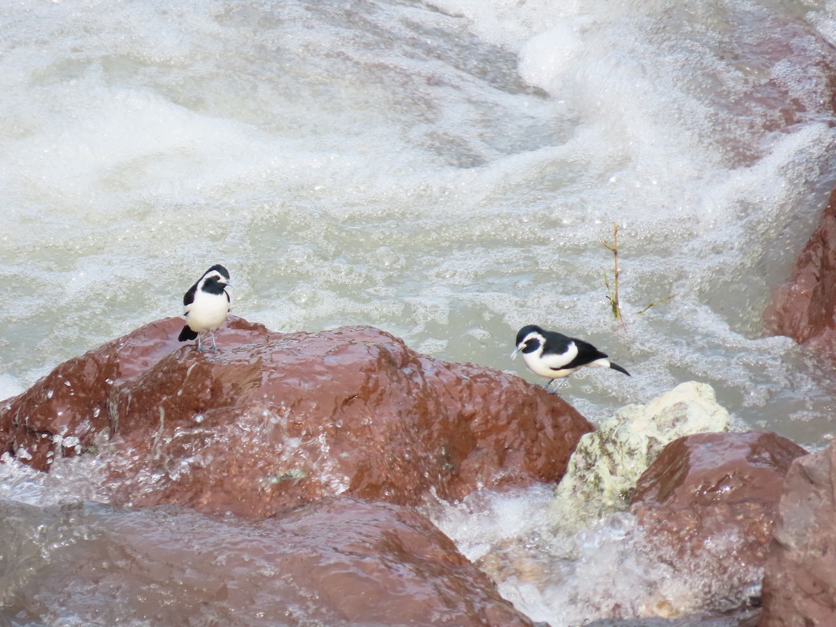Torrent-lark - ML624876986