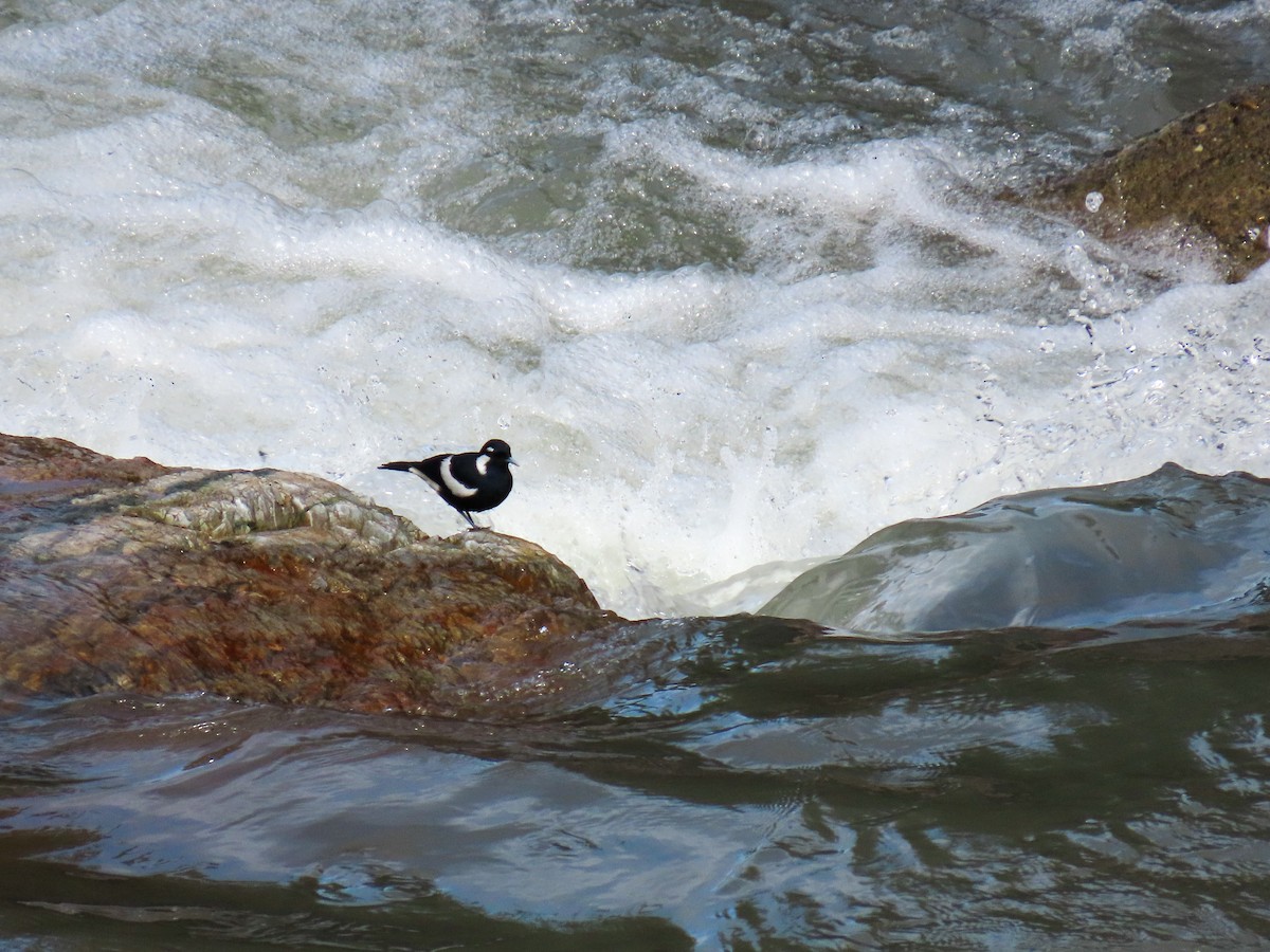 Torrent-lark - ML624876987