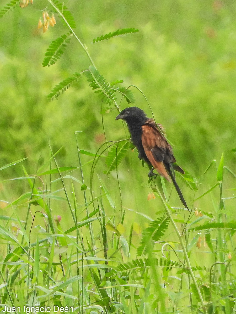 Black Coucal - Juan I. Deán