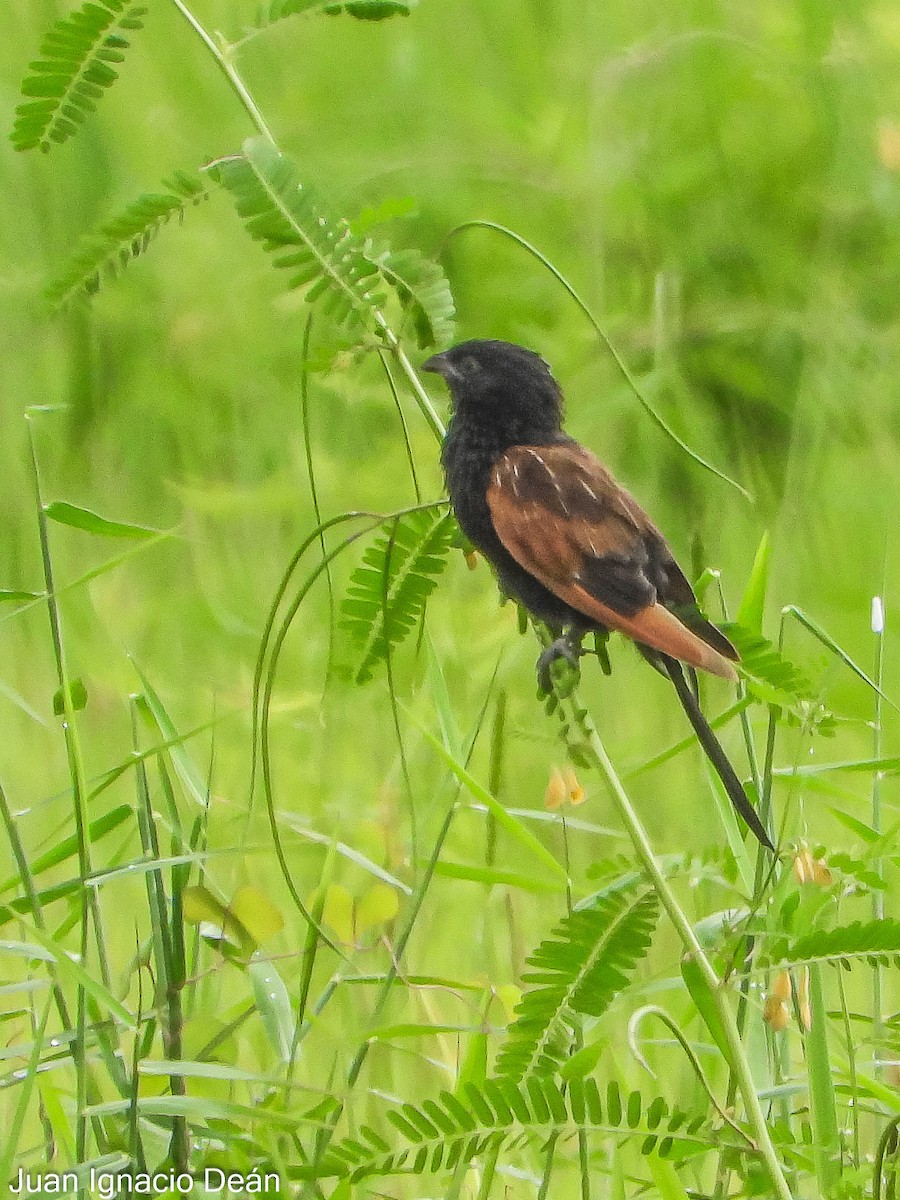 Black Coucal - ML624877205