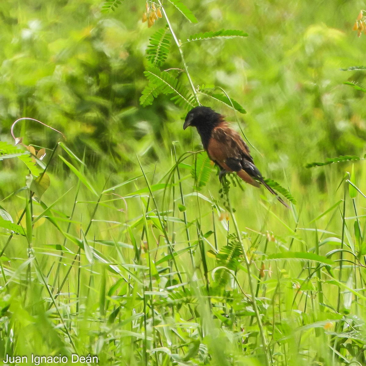 Black Coucal - ML624877206