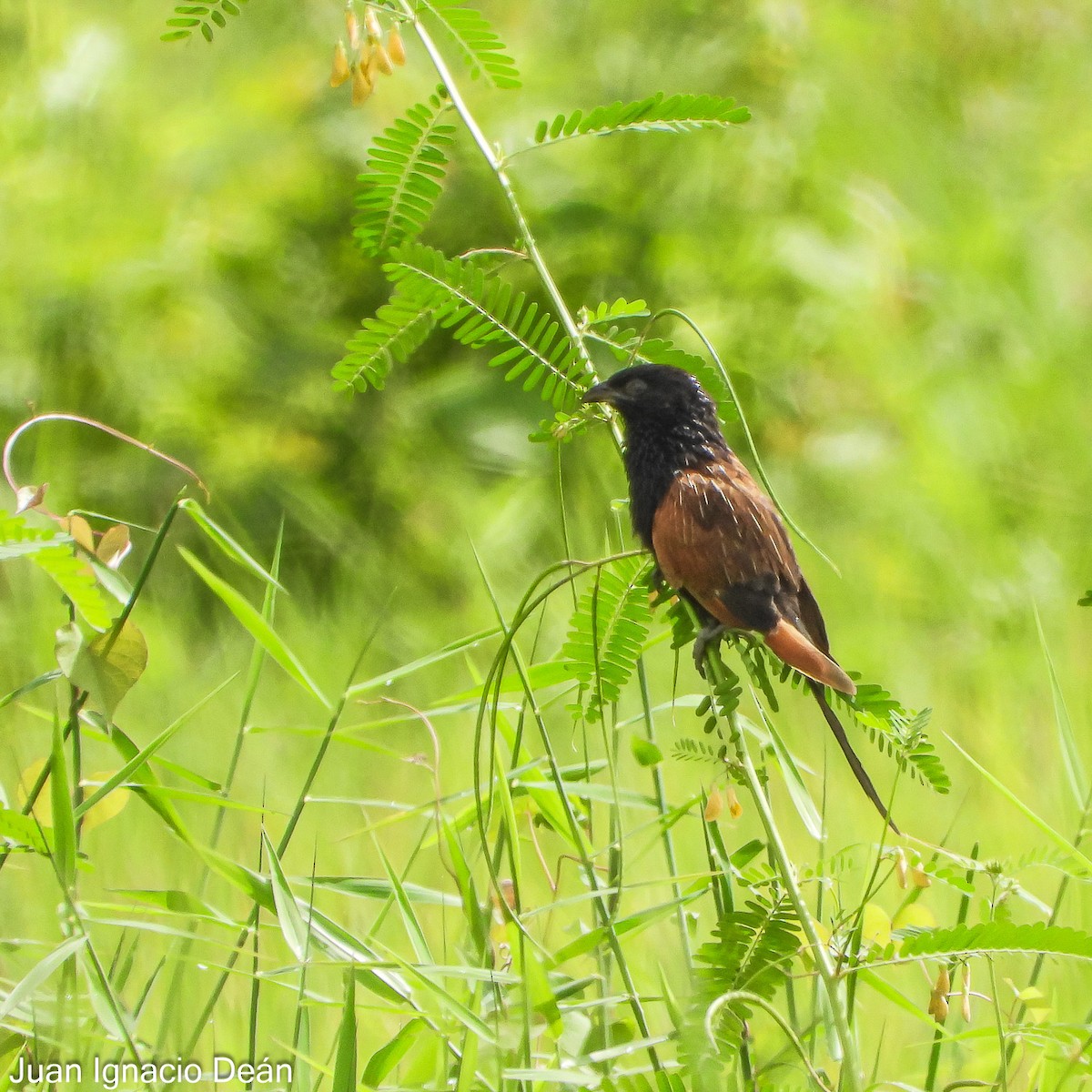 Black Coucal - ML624877207