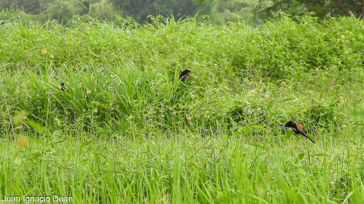 Black Coucal - ML624877211