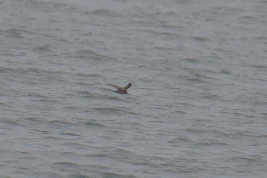Swinhoe's Storm-Petrel - ML624877945