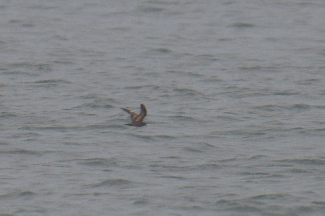 Swinhoe's Storm-Petrel - ML624877946