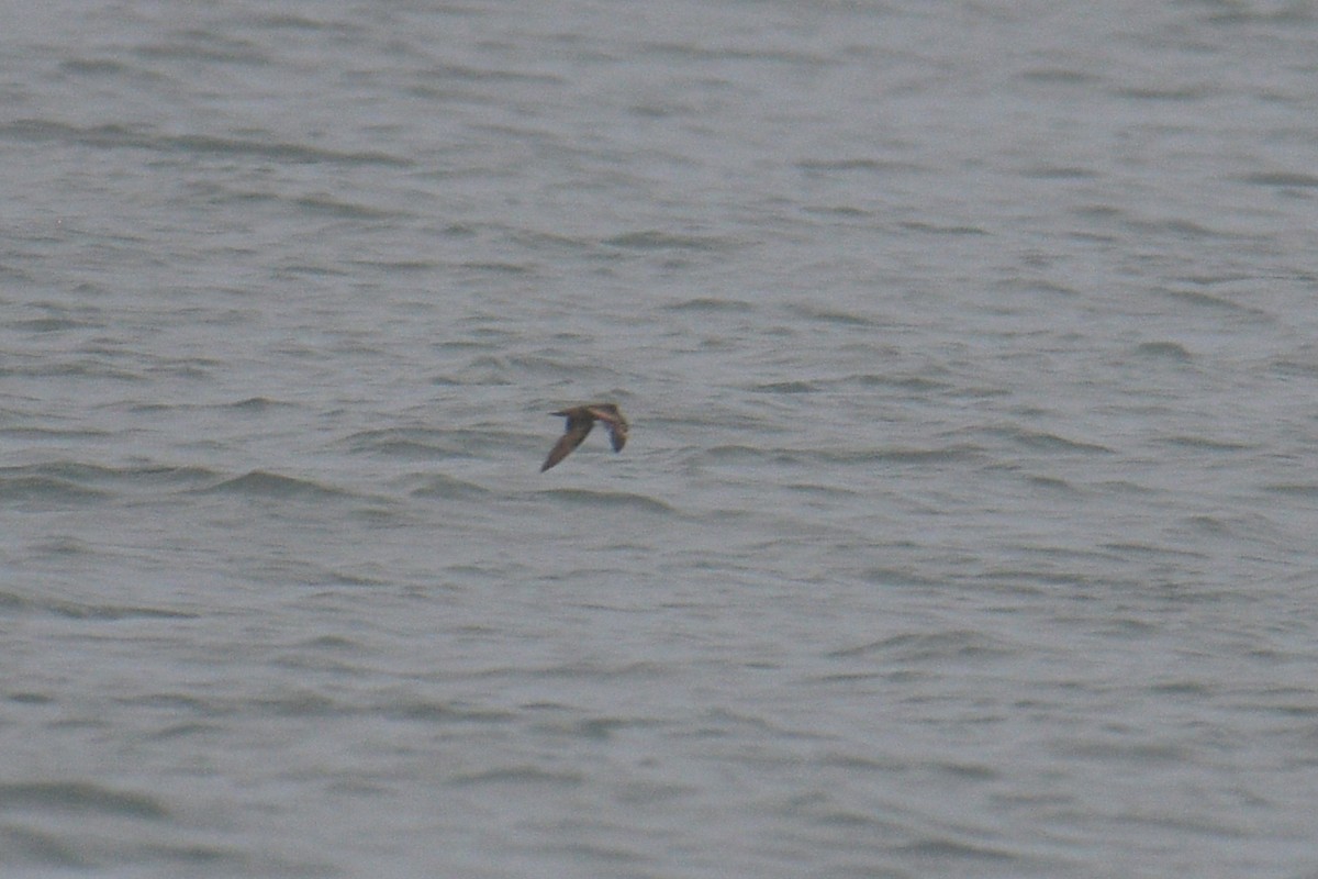 Swinhoe's Storm-Petrel - ML624877947