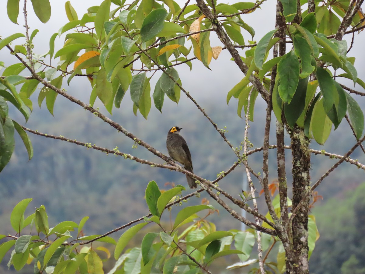 Smoky Honeyeater - ML624877993