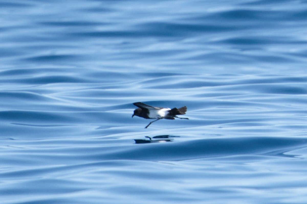 Black-bellied Storm-Petrel - Helen Leonard