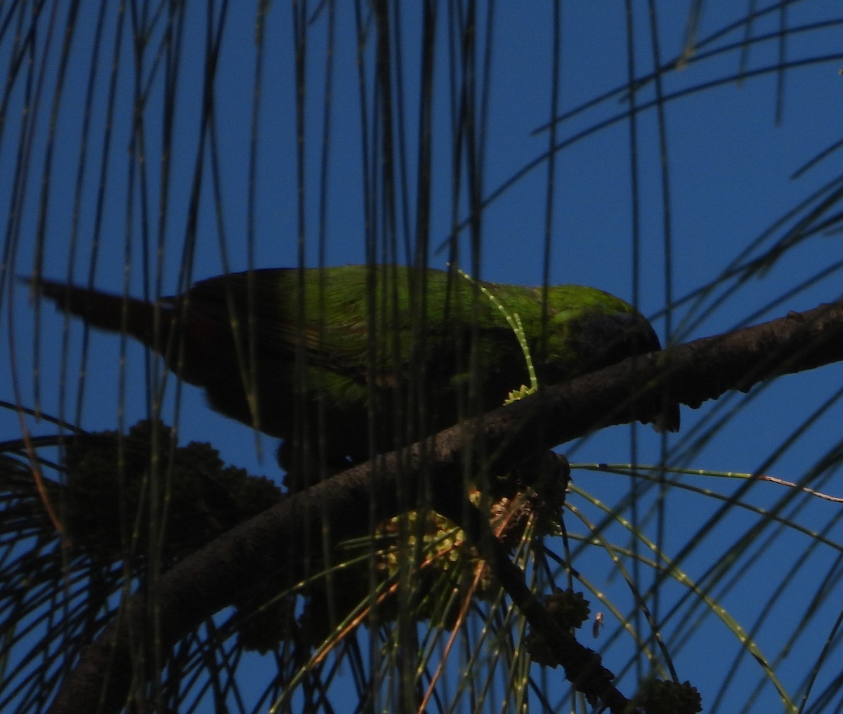 ナンヨウセイコウチョウ - ML624878017