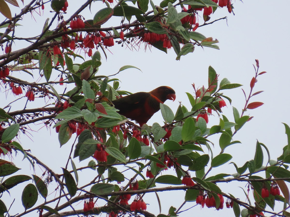 Dusky Lory - ML624878033