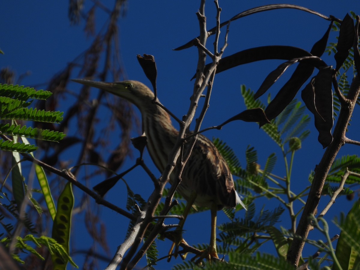 ヨシゴイ - ML624878166