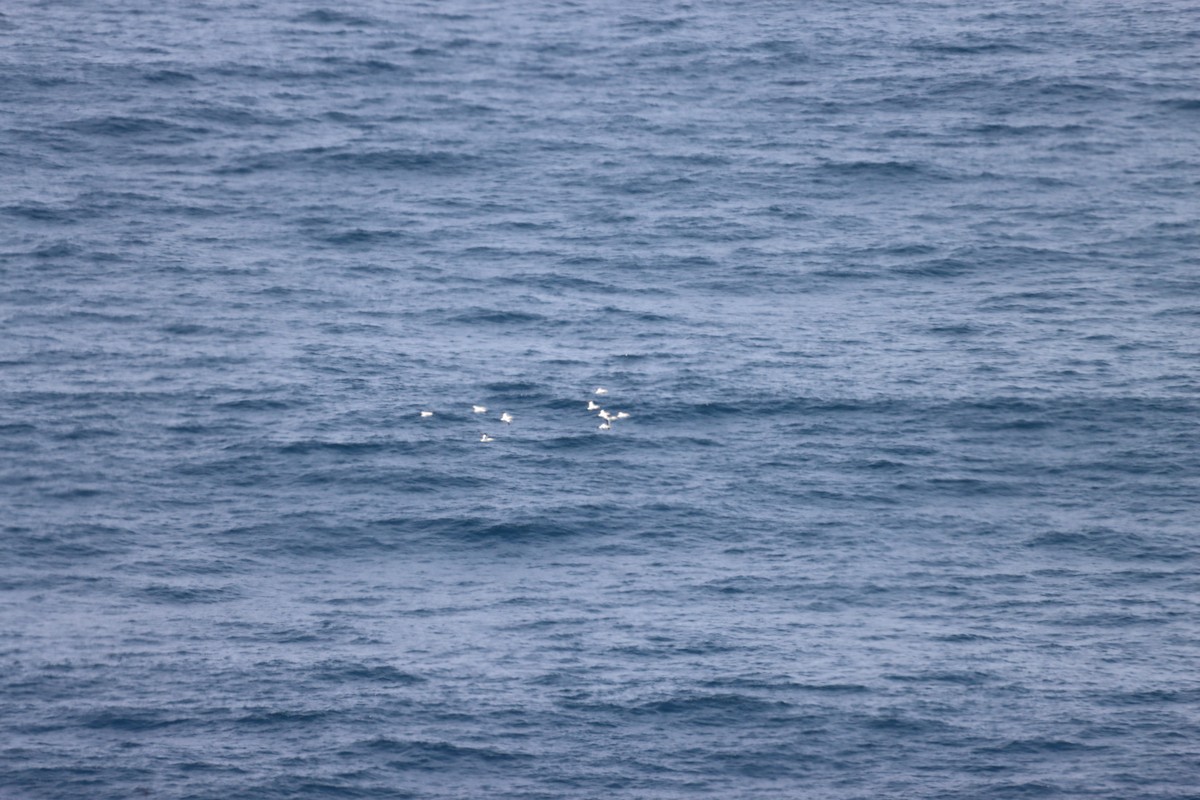 Cape Gannet - ML624878196