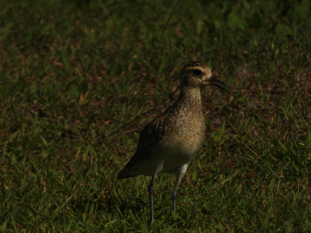 ムナグロ - ML624878220