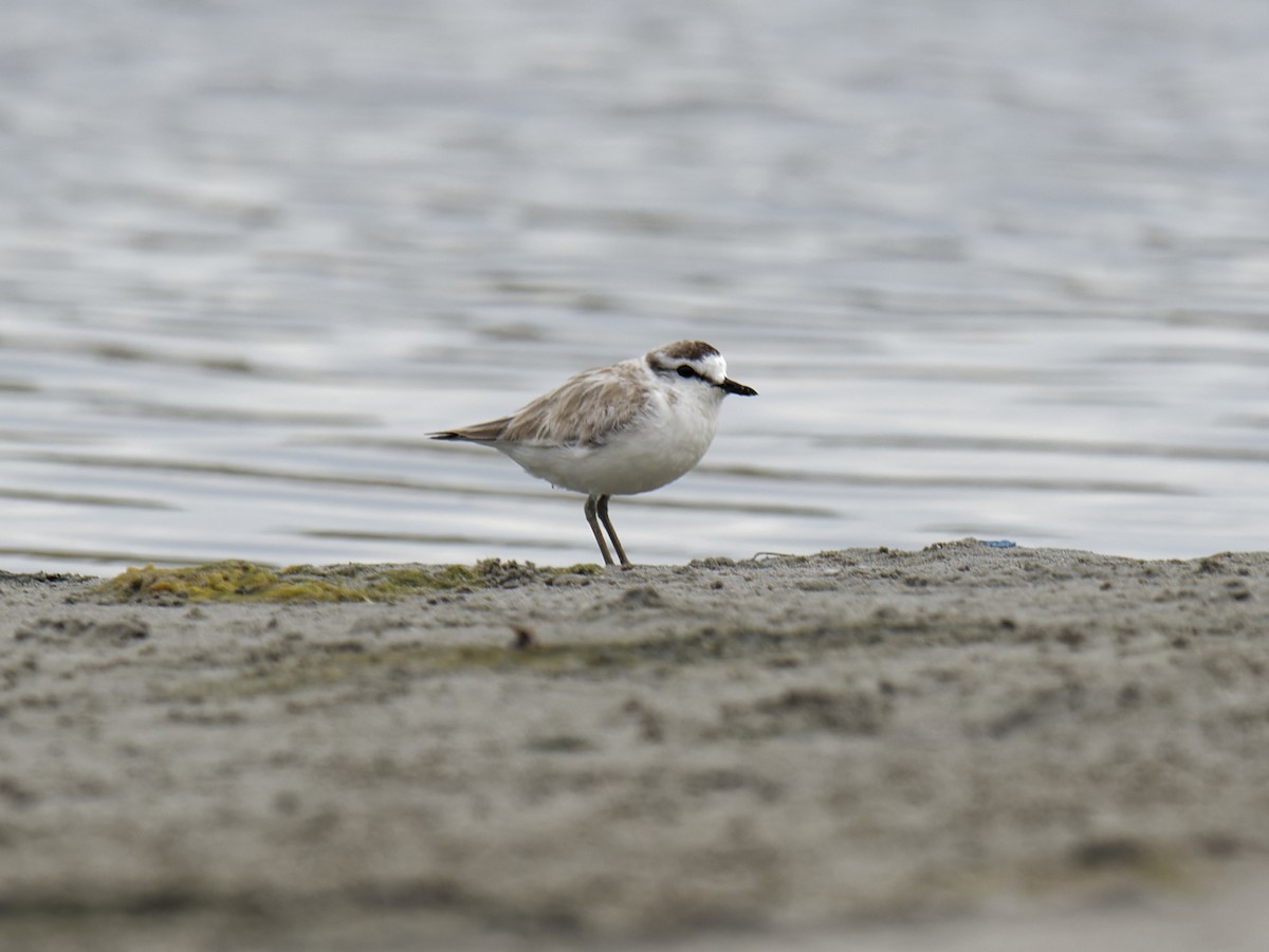 White-fronted Plover - ML624878225