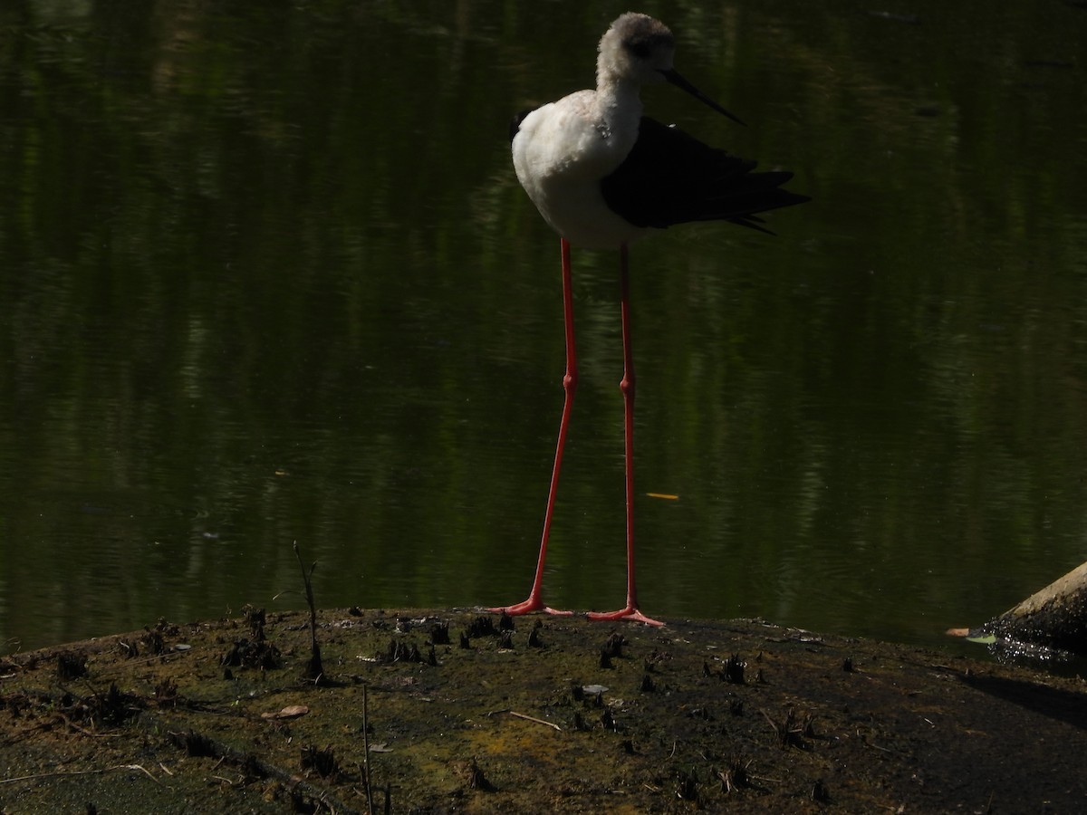 セイタカシギ - ML624878247