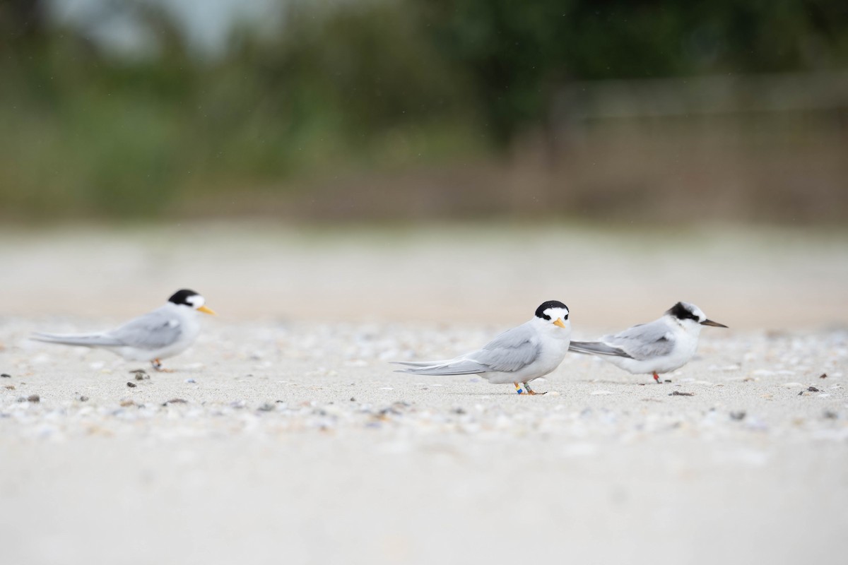 Australian Fairy Tern - ML624878436
