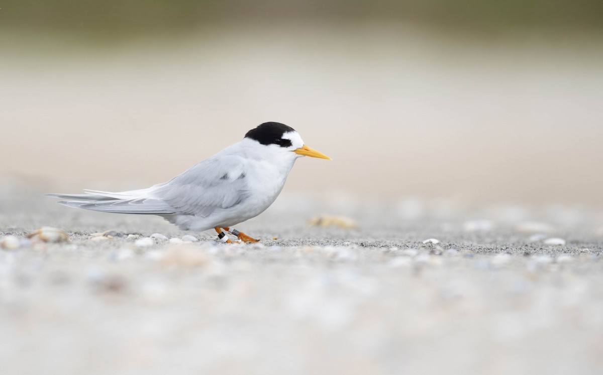 Australian Fairy Tern - ML624878442