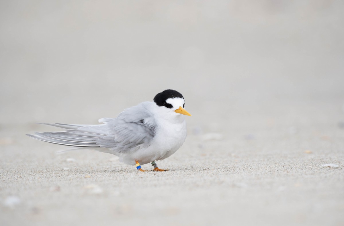 Australian Fairy Tern - ML624878447