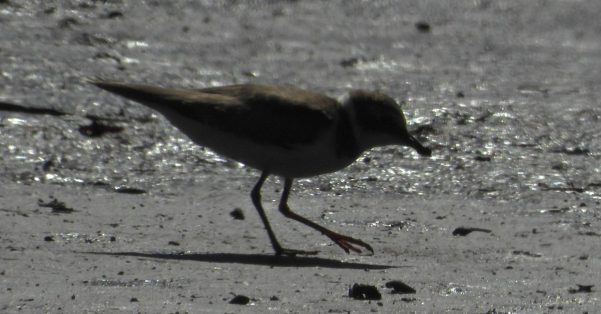 コチドリ - ML624878460