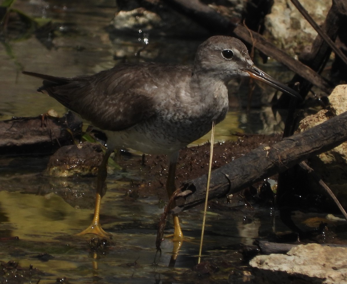 メリケンキアシシギ - ML624878489