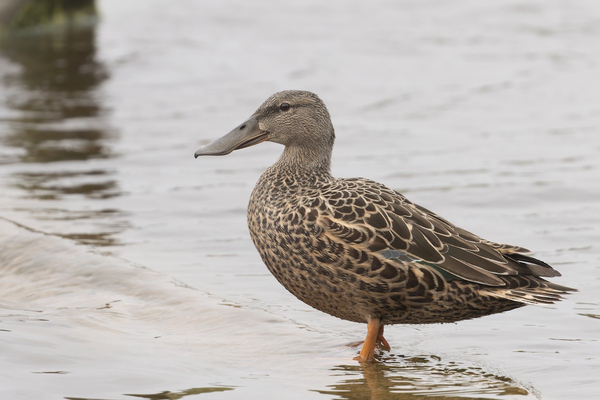 Australasian Shoveler - ML624878528