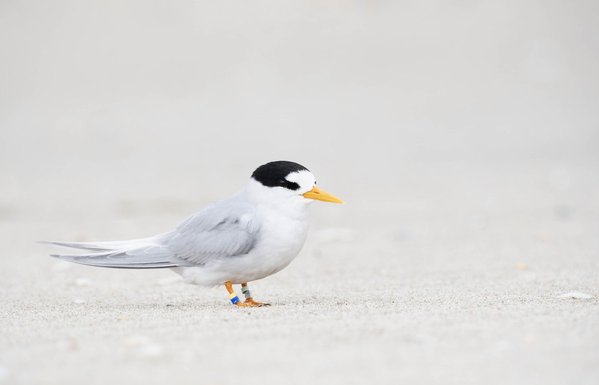 Australian Fairy Tern - ML624878652