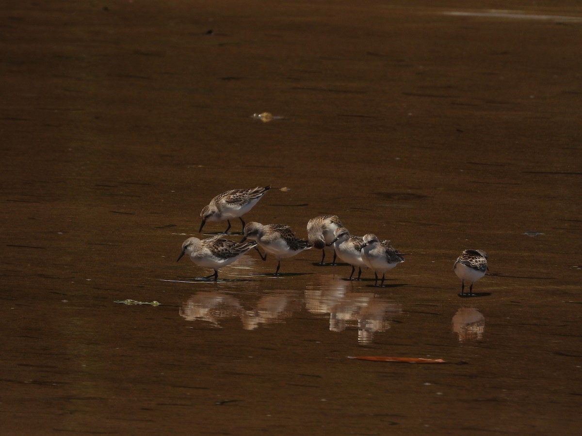 トウネン - ML624878833