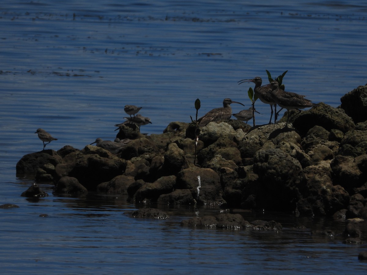 チュウシャクシギ（variegatus/rogachevae） - ML624878884