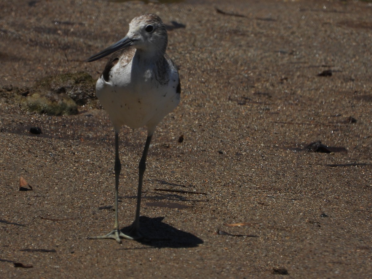 アオアシシギ - ML624878933