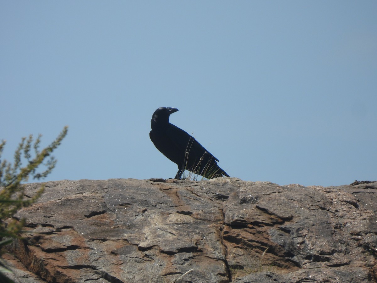 Fan-tailed Raven - Adrián Colino Barea