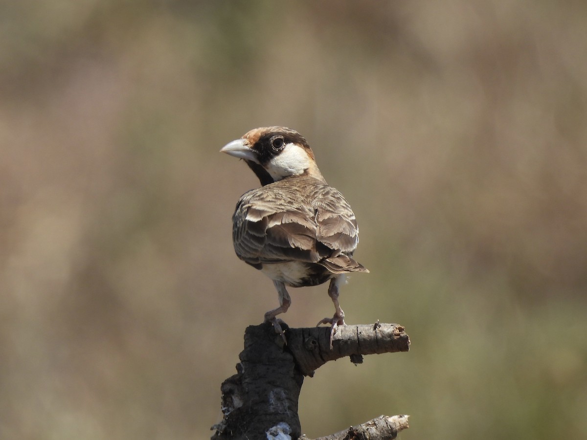 Fischer's Sparrow-Lark - Adrián Colino Barea