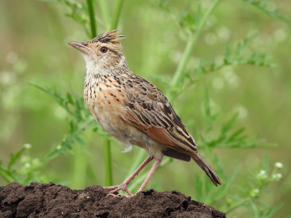 Rufous-naped Lark - Adrián Colino Barea