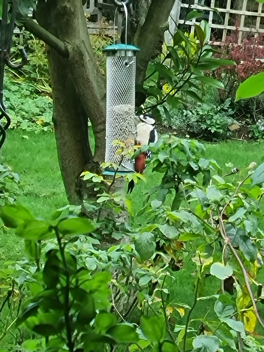 strakapoud velký - ML624879201