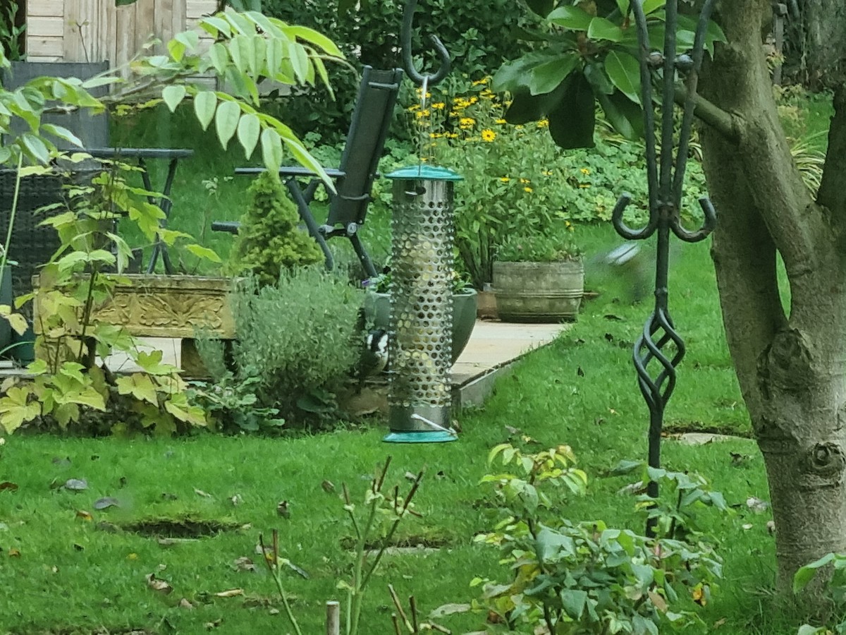 sýkora uhelníček - ML624879207