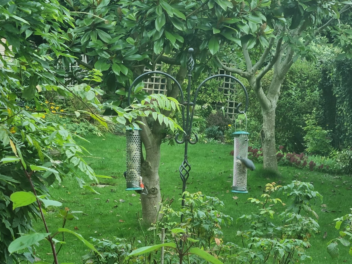 brhlík lesní - ML624879213