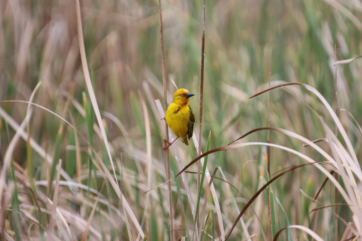 Cape Weaver - ML624879374