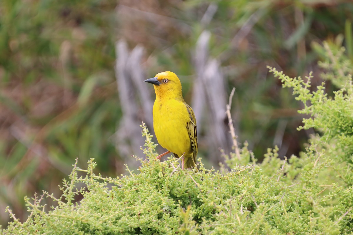 Cape Weaver - ML624879391