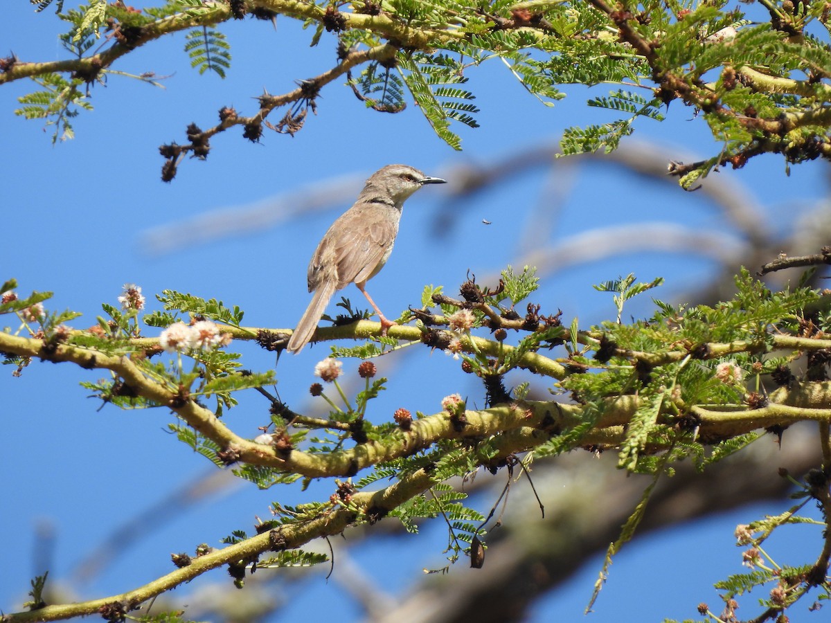 Tawny-flanked Prinia - Adrián Colino Barea