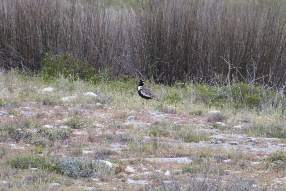 Black Bustard - ML624879547