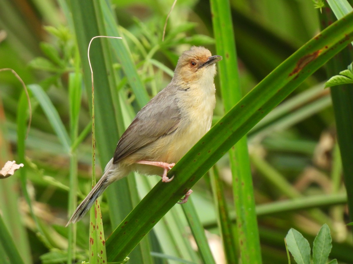 Red-faced Cisticola - Adrián Colino Barea
