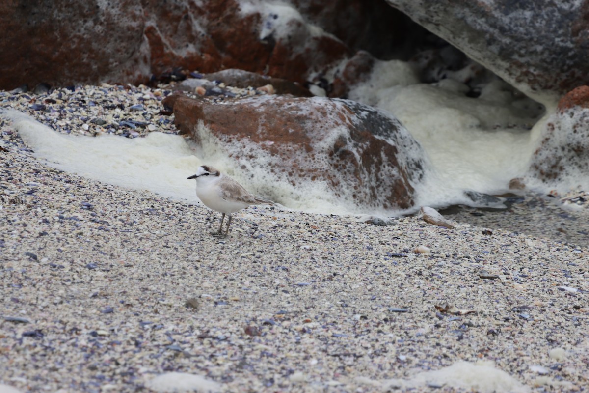 White-fronted Plover - ML624879591