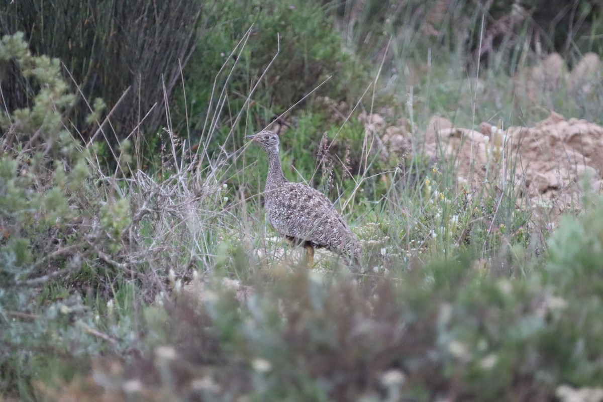 Black Bustard - ML624879609