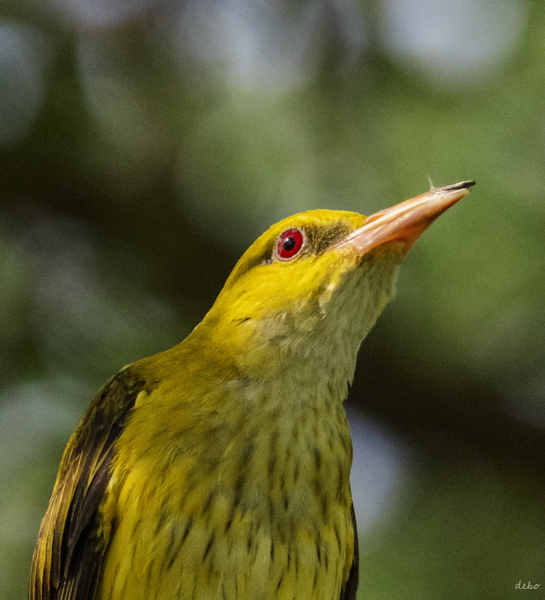 Indian Golden Oriole - ML624879614