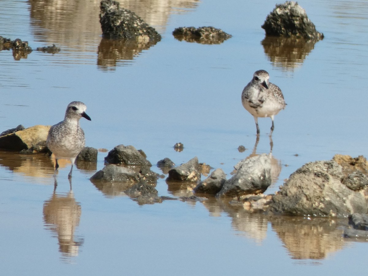 Black-bellied Plover - ML624879662