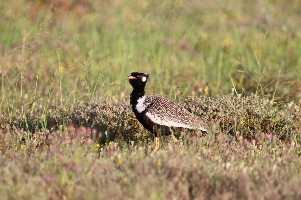 Black Bustard - ML624879772