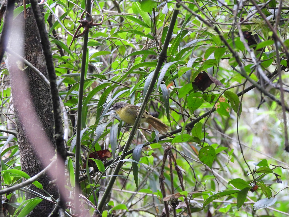 Wedge-tailed Jery - ML624879792