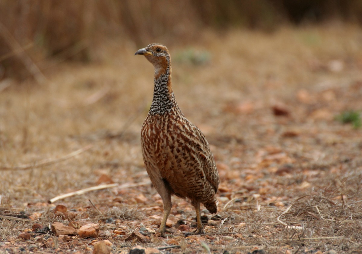 Red-winged Francolin - ML624879846