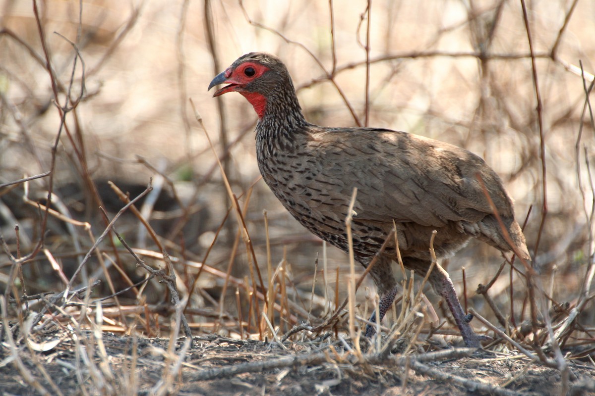 Swainson's Spurfowl - ML624879879