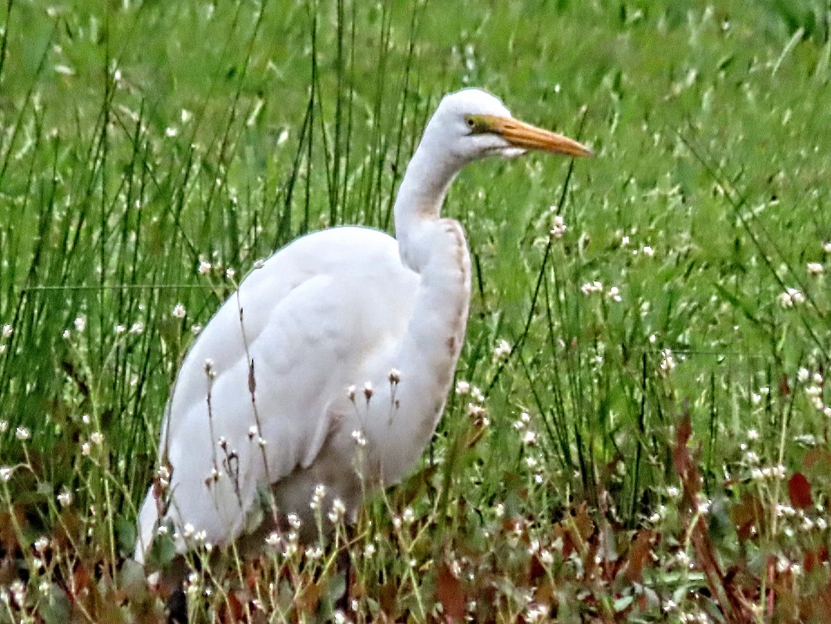 Great Egret - ML624879905